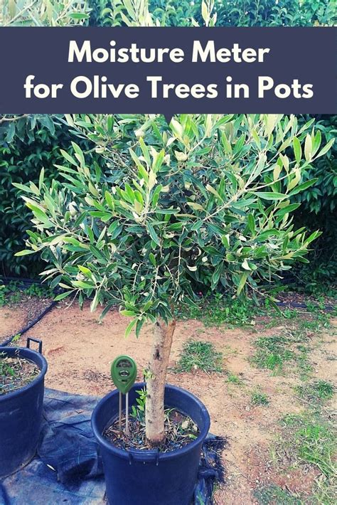 moisture meter olive tree|olive tree water consumption.